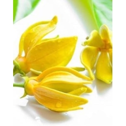 Ylang ylang  eterinis aliejus (Kvapiųjų kanangų)