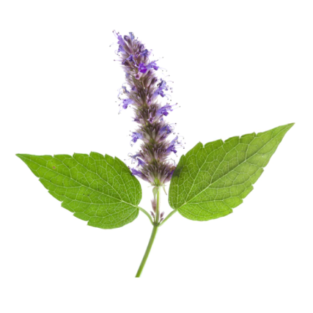 Pačiulių eterinis aliejus